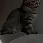 قطط