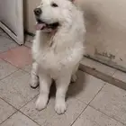 كلاب chowchow
