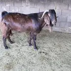 تيس فحل بورقت