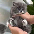 قطط شيرازي بيكي فيس