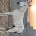 حصان عربي اصيل