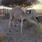 قعود ذبح للبيع