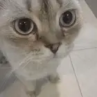 قط سكوتش فولد مكس مع شيرازي للتبني بمقابل رمزي