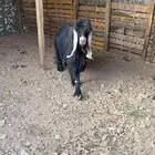 تيس عارض طيب