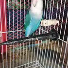 انثى روز منتج شرط شرط