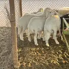 ذبايح حريات ونعيم