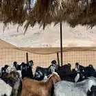 تيوس بلدي ذبائح