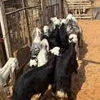 نجد متابيع