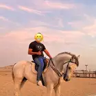 حصان شعبي رفيع وجبر