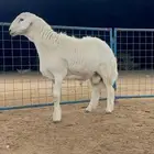مشروع فحل حري صنف