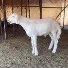 خاروف مشروع فحل ناجح