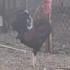 ديك بلدي تاج