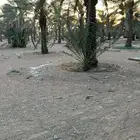 نخل متنوع للبيع التواصل مع الرقم