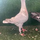 هومر رديوس