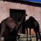 حشوان بلديات العدد 2