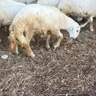 طليان في بلجرشي