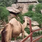 ناقه عاديه للبيع