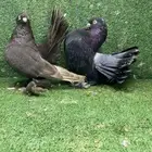 جوز كرنقو رستوف جاوه جاوا