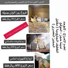 طيور حلوه واسعار احلى