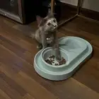 قطوه صغيره عمرها شهرين تقريبا