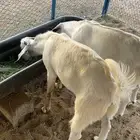 3 تيوس للبيع فل شحم