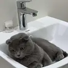 سكوتش للبيع