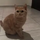 ثلاث قطط