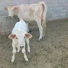 بقره المانيه