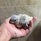 فروخ سنغالي تم البيع