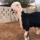نجدي
