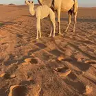 للبيع خلفه وضحاء كفو ام ثالث تحتها حواره مزيونه