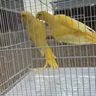زوج درة لاتينو ( منتج )