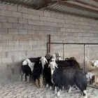 نجد مراح واحد