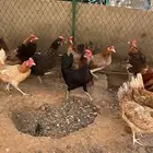 دجاج بلدي نضيف وتوه بادي يبيض من 3شهور يعني صغير سن