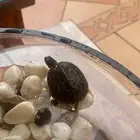 للبيع سلحفاة برمائية