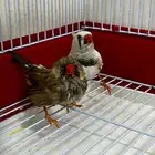للبيع عصافير العدد 2 مع الشبك