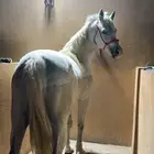 حصان شعبي شيخ
