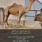 فحل هجن