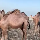 حاشي
