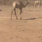 قعود للبيع
