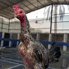 ديك تايلندي بورمي