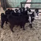 جفار مقاني طيبات