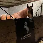 حصان شعبي شيخ للبيع