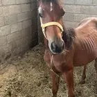 مهر واهو بس إلى الان ماتم رفع اوراقه