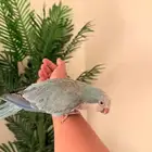 كويكر اليف جدا ومتكلم