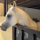 حصان واهو للبيع