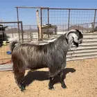 تيس مشروك فاخر