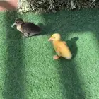 فرخين وز مدري بط صحه ونضافه اليفه تجي معا الصغار