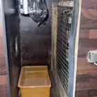 فقاسة بيض