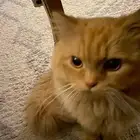 قط للتبني